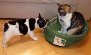 猫に取られたベッドを取り返そうとする子犬