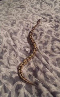 蛇はフリースの上を進めない