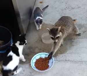 アライグマが猫の餌を強奪する姿が面白い