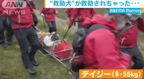 山岳救助犬が救助された