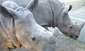 サイの鳴き声は山羊みたいな鳴き方だった