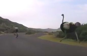 自転車で走行中に駝鳥が乱入してきた