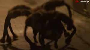 蜘蛛のきぐるみを着た犬が深夜に走り寄って来る悪戯