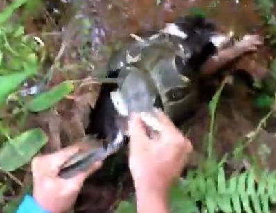 蛇に食われそうになっていた猫を救助