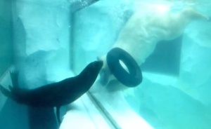 アシカとシロクマがガラスを隔てて出会う