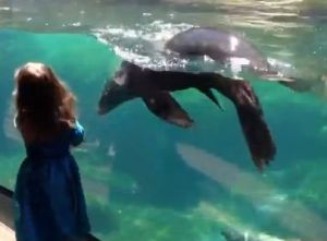 水族館のアシカが転んだ少女を心配する