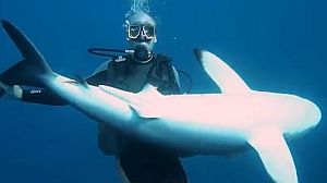 鮫を完全に手なづけた男性