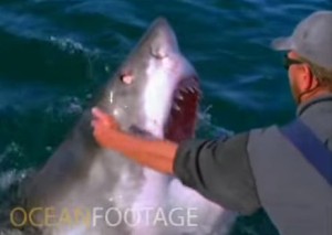 ホオジロザメの頭をペットのように素手で撫でる男性