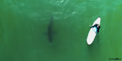 サメはビーチに出没するのは想像以上に多い