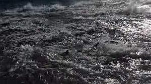 魚を海岸へ追う「追い込み漁」をする鮫