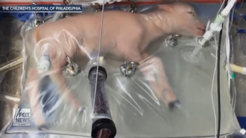 ポリエチレンバッグで人口出産した羊