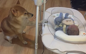 赤ちゃんの揺りかごを揺する柴犬
