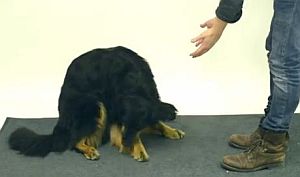 犬に餌が消える手品を見せたらどの犬も困惑