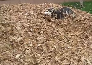 落ち葉の山に突っ込んで遊ぶシベリアンハスキー