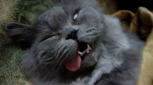 死体のような表情で熟睡する猫