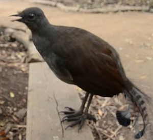 鳴き真似の天才コトドリ