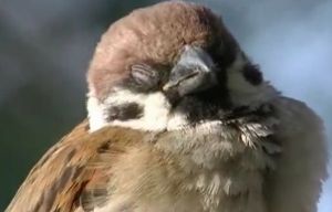 居眠りしたくないので目を覚まそうとする雀がカワイイ