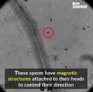 精子で子宮頸がんを殺す治療法