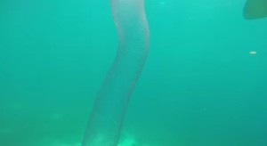 海中に発生する半透明なチューブの正体はイカの卵