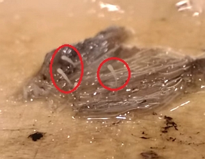 イカの精嚢を食べると口内に針が刺さる激痛が走る