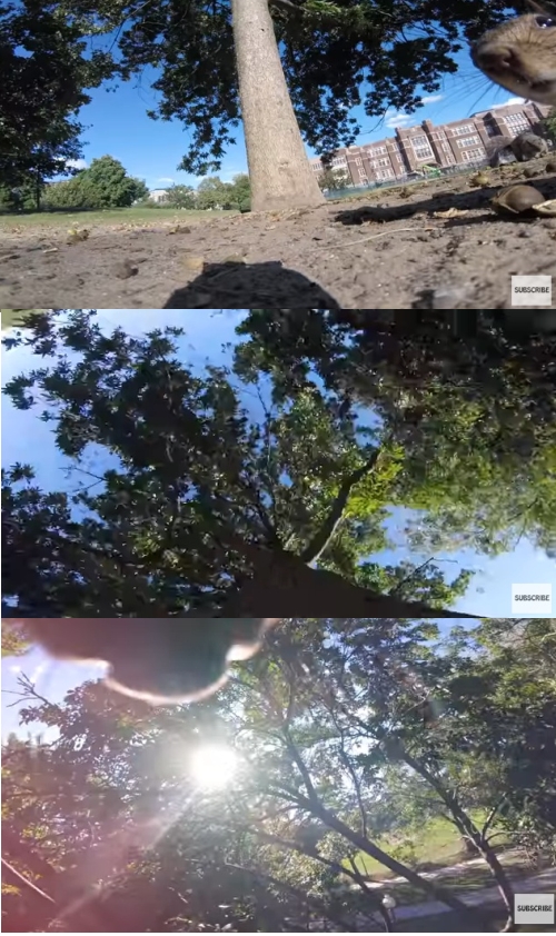 リスがGoProを盗むとどうなるか