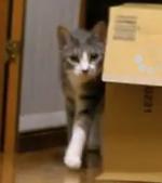 だるまさんが転んだをして遊ぶ猫