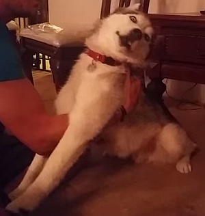 マリファナを食べた犬の挙動がおかしくなった