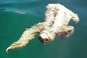 泳ぐナマケモノ