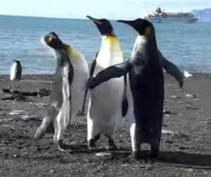 全然ケンカに見えないペンギンのケンカ