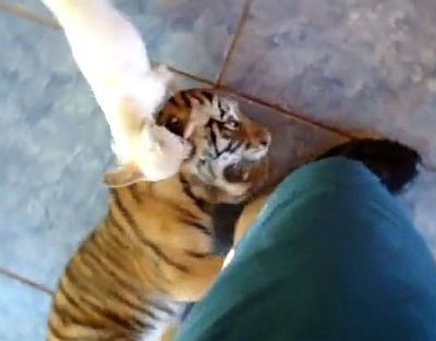 虎の子とチワワが遊ぶ