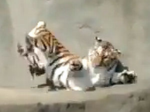 鳥の襲撃にビビる虎