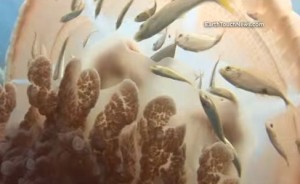クラゲの傘に避難する小魚達