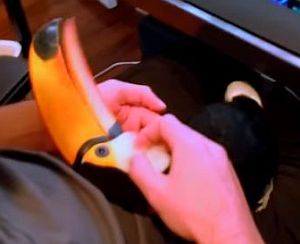 オオハシが飼い主に撫でられて甘える様子が猫のよう