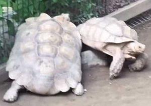 石に引っかかって動けない亀を別の亀が救出