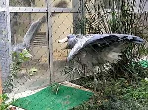 睨み合うハシビロコウがガラスを割ってビビる動画