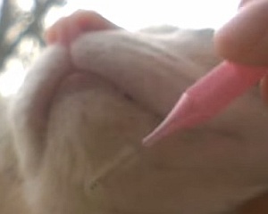 猫の顎の掃除には歯間ブラシを使うと楽に汚れが落ちます