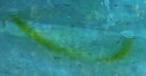 プールの丸い影は渦が作っていた影だった