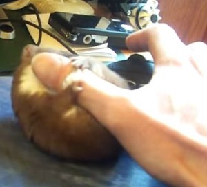 マウスを持とうとする右手にじゃれつくイタチ