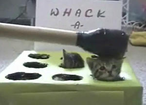 子猫のもぐら叩き