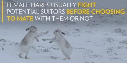 野ウサギの雌は雄と戦って交尾するか決める
