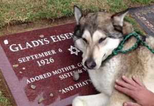 祖母の墓の前で泣く狼犬