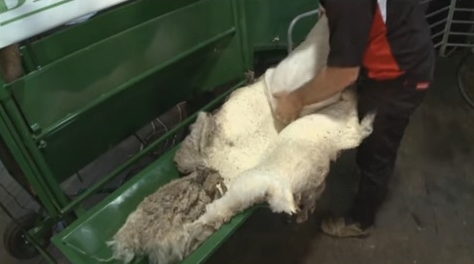 羊の毛皮を酵素でツルッと剥がす