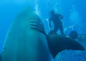 世界一巨大な鮫の動画